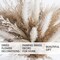 Fluffy Dired Reed Grass, Boho Decor, Pampas Grass Bulk(White & Brown)